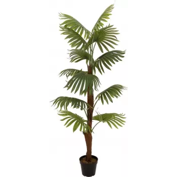 EUROPALMS dirbtinis vėduoklinis palmė, 155cm 82509303
