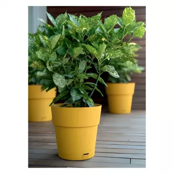 STEFANPLAST Ethica gėlių vazonas su padėklu Ø40x39cm Garstyčių geltonumo