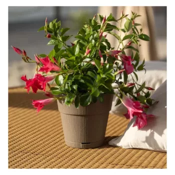 STEFANPLAST Ethica gėlių vazonas su padėklu Ø20x19cm rudas
