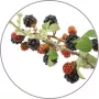 Medisana Aroma Essence Wild Berries 10 ml