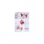 Olympia 9178 A6 laminavimo kišenės permatomos 100 vienetų 80 mikronų